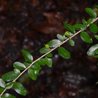 Scyphellandra virgata Thwaites